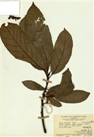 藏品(水同木)的圖片